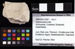 Foto (Objket + Etiketten) von Galatheoidea indet. 